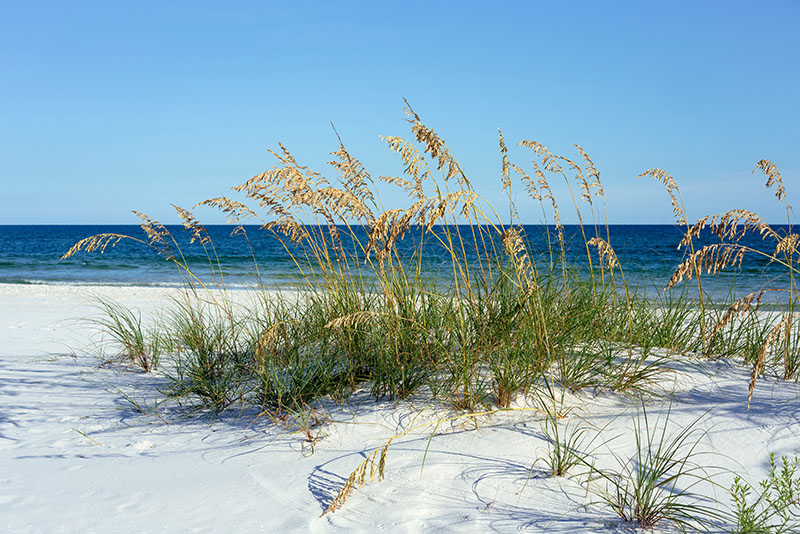 Ripe Sea Oats grace Pensacola, Florida's dazzling white beaches